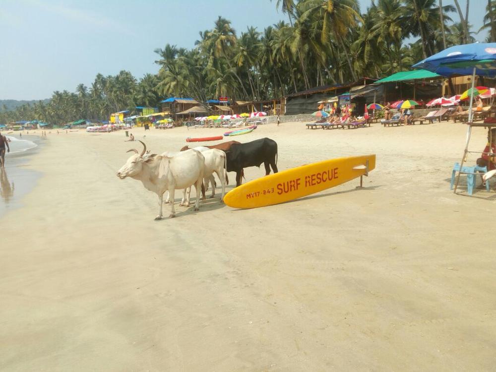 Гоа 2012 коровы