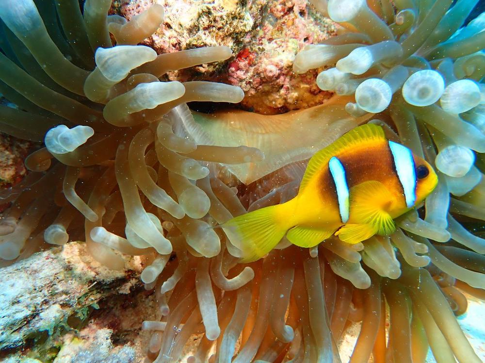 Египет зима