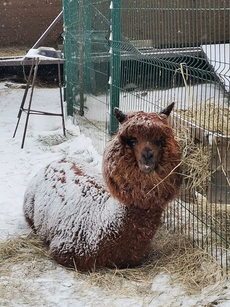 Мальчик Пака