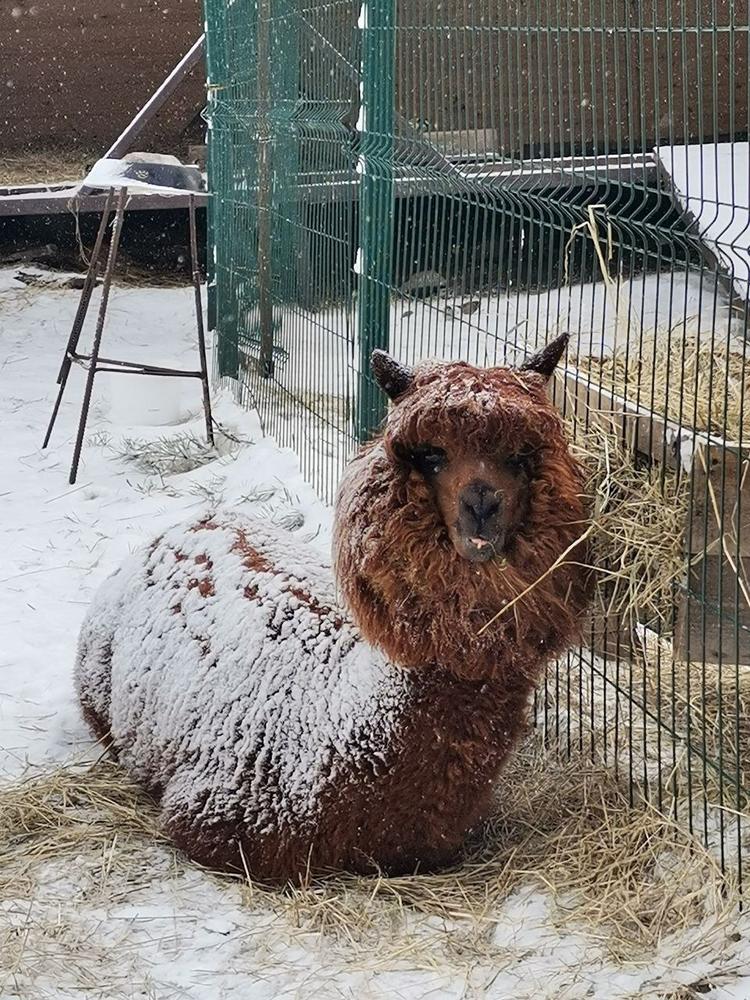 Мальчик Пака